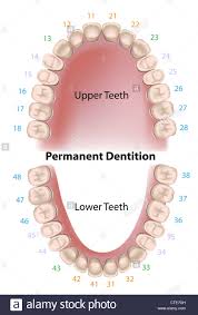 dental notation permanent teeth stock photo 49485761 alamy