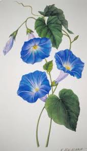 We did not find results for: Watercolor Morning Glory Flower Tattoo Novocom Top