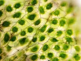 Maybe you would like to learn more about one of these? An Introduction To Vacuole Organelles