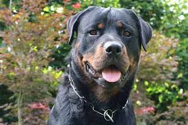 It is the most important step in every training. Rottweiler Training 15 Useful Tips And Tricks