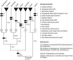 Image result for Exochaenium