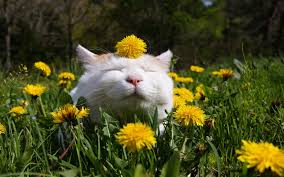 Image result for spring cat