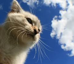 Whiskers provide cats with a heightened sense of touch. Why Do Cats Have Whiskers Vetwest Animal Hospitals