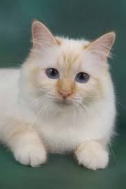 Birman Cat Gatos Animais Sagrada