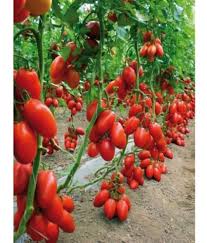 Image result for tomato San Marzano