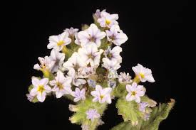 Image result for Heliotropium amplexicaule