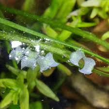 Image result for Wolffiella welwitschii