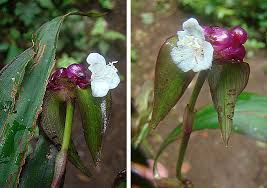 Image result for Tradescantia zanonia