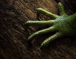 Hand Lizard Animals Hands