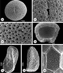 Image result for Phylohydrax