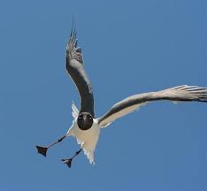 Birds That Sing At Night In Texas Corpus Christi Tx Corpus Christi City By The Sea Corpus