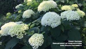 Never allow the fertilizer to touch the leaves of the plant as this can be damaging to the leaves. Hardy Hydrangeas For Iowa Horticulture And Home Pest News