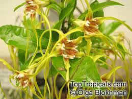 Image result for Strophanthus kombe