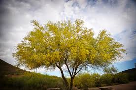 Check spelling or type a new query. Trees Matter Palo Verde And Ironwood Presentation Edible Tree Series