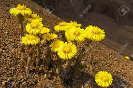 When those cheerful yellow spring flowers grace the arching branches of forsythia, we know winter has finally retired for another year. Group Of Blooming Coltsfoot Flowers First Blooming Wild Spring Yellow Flowers Stock Photo Picture And Royalty Free Image Image 74941202