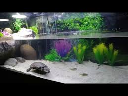 Smaller tanks are fine for them, and yet adults do very well in warmer outdoor ponds. African Sideneck Turtle Setup Youtube