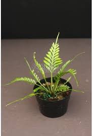 Image result for Asplenium ceii