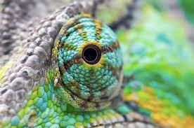 Exhibit B Chameleons Are Basically The James Bond Of The Animal World Lizard Eye Reptile Eye Chameleon Eyes