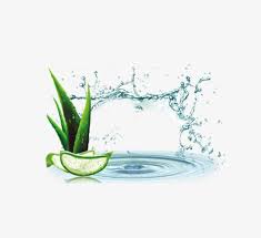 Aloe Vera Replenishment Material Aloe Vera Sliced Aloe Vera Aloe Vera Replenishment Png Image Latar Belakang Gambar Seni
