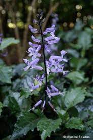 Here are nine flowers that each grow in a relatively limited location, and are usually only glimpsed outside of that place with the help of botanists or special exotic gardens. 32 Shade Plants For South African Gardens Ideas Shade Plants Plants Shade Garden