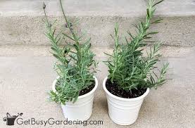 Maybe you would like to learn more about one of these? How To Care For Lavender Plants Get Busy Gardening