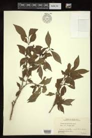 Image result for Coffea mufindiensis