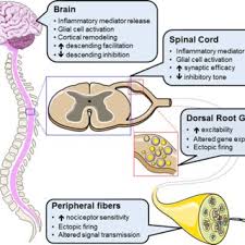 Pdf Neuropathic Pain Central Vs Peripheral Mechanisms