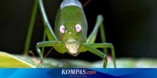 Maybe you would like to learn more about one of these? Katak Mancung Dan Belalang Hijau Ditemukan