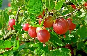 Check spelling or type a new query. Sponsor The Wild Fruit Garden Of The Land Of The White Stupa Retreat Center Community Fundraising With Gogetfunding