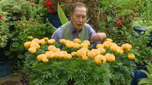 Maybe you would like to learn more about one of these? Rob Proctor S Garden These Flowers Love Colorado S Hot Weather Kiiitv Com