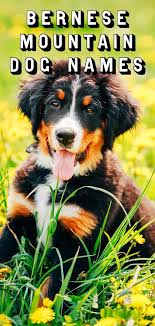 Famous ancient city, site of the famous war between think about things that have happened in your history together or from the stories you heard about them. Bernese Mountain Dog Names Perfect For Your Big Fluffy Dog