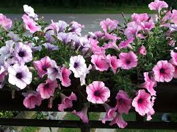 Check spelling or type a new query. Le 5 Piante Piu Adatte Per Un Balcone Esposto A Ovest Lombarda Flor