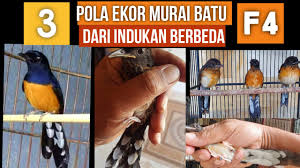Bentuk ukuran dari murai batu khas aceh ini memang relatif lebih kecil, bila dibanding dengan murai yang lain. Pola Ekor Murai Batu Seri F Silangan Dari 3 Indukan Berbeda Youtube