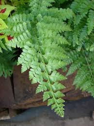 Image result for Microlepia