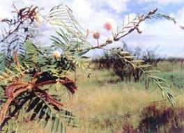 Image result for Mimosa pigra