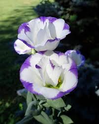 Image result for eustoma Balboa