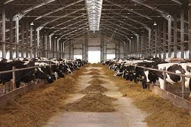 Cow Farm Agriculture Farm Farm Cow Dairy Cattle