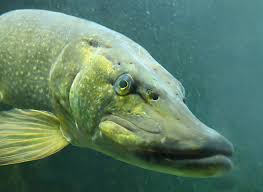 We did not find results for: Predator Fish Fall Muskies Pike Bass Hot Spots