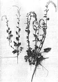 Please call the store for exact opening hours. History And Current Importance Springerlink