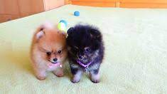 Teacup pomeranian puppies are one of the most extroverted intelligent and playful breeds you will ever meet. 11 Pomeranian Puppies For Sale Ideas Puppies Pomeranian Dog Pomeranian Puppy