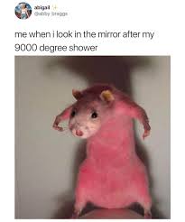 Shower Really Funny Memes Funny Animal Memes Funny Animal Jokes