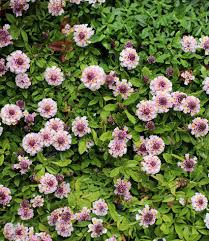 Image result for Lippia