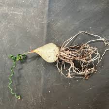 Image result for Albuca virens