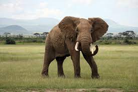 Download A Complexity Approach To Human Elephant Coexistence