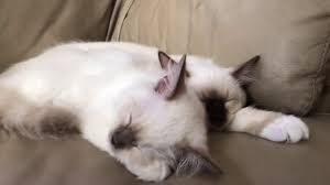 Ragdoll international is a tica club for owners and breeders of ragdoll cats and contains pictures patterns and colors. Ragdoll Kittens Lilac Point Girl Vs Chocolate Point Boy Comparison 4 Month Old Youtube