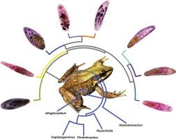 Image result for Dignathia