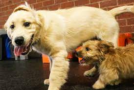 Day care is a place for dogs who like to be social, but it's not ideal for socializing dogs. Why Doggy Daycare Can Wait
