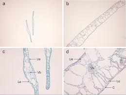 Image result for Potamogeton octandrus