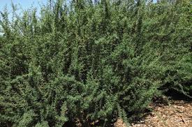 Image result for Vigna pygmaea