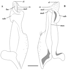 Image result for Neorautanenia ficifolia
